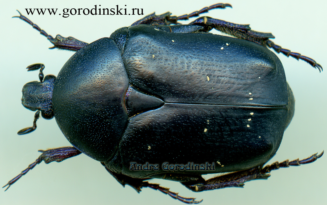 http://www.gorodinski.ru/cetoniidae/Netocia nuristanica.jpg